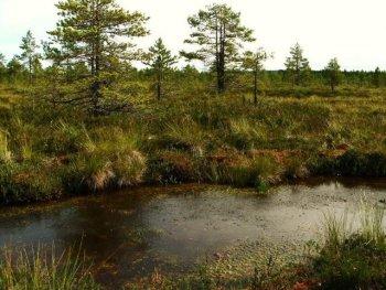 Tapaus Kurkisuo, Hyvinkää Vapo suunnittelee turpeenkaivuuta 217 ha alueella Tehty