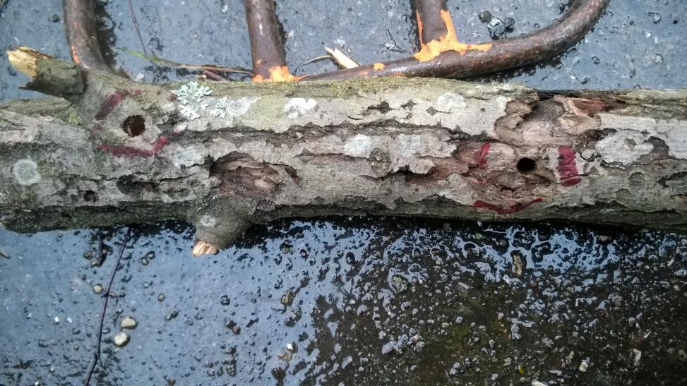 sisällä jäärän eri kehitysvaiheita Kati