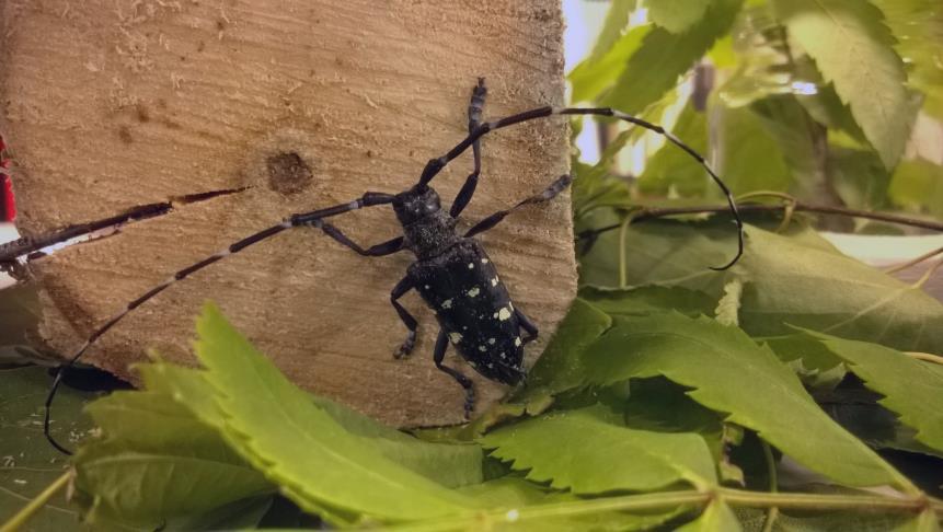 Metsätuhoojien kartoitus 2016 Kartoitetaan pääosin ansoin Agrilus anxius (koivu) Agrilus planipennis (saarni) Dendrolimus sibiricus (havumetsät) Monochamus