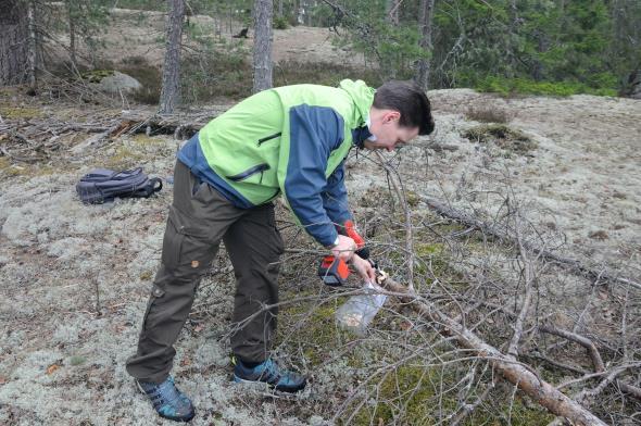 Mäntyankeroinen (Bursaphelenchus xylophilus) Evira