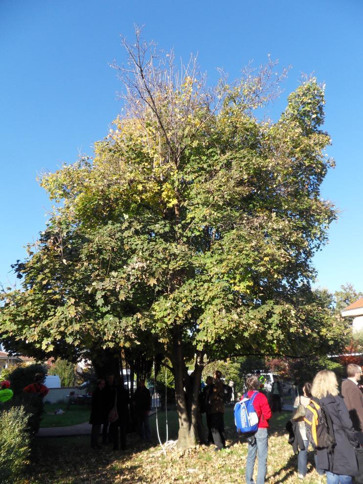 Isäntäkasvit Tärkeimmät isäntäkasvit: Acer Vaahterat, Aesculus Hevoskastanja hippocastanum Betula Koivut Populus Haavat, poppelit