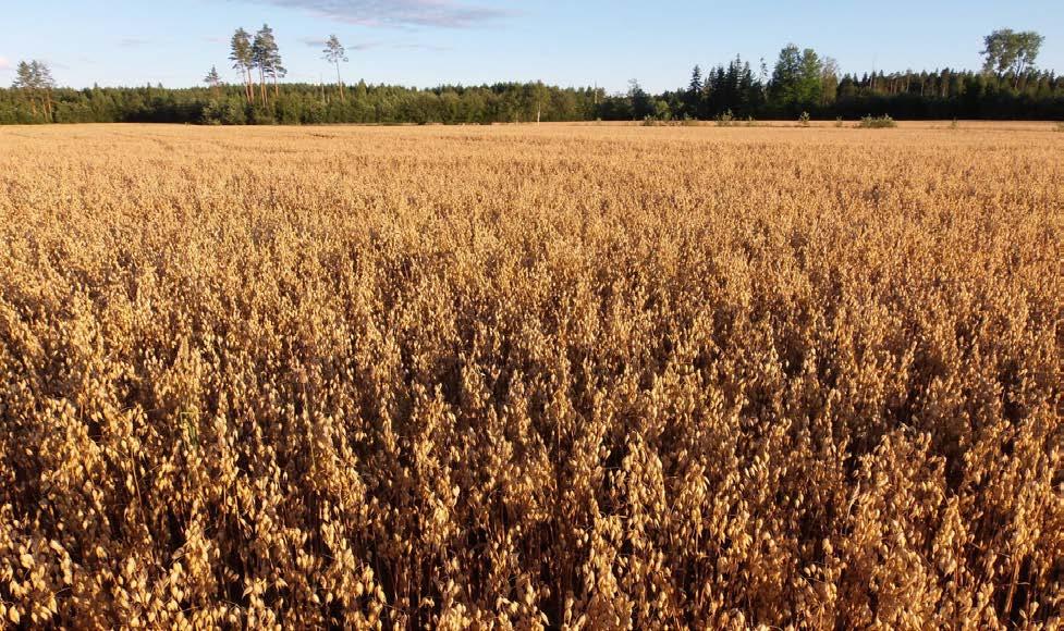 Kauramme laatu ja vaalea väri ovat