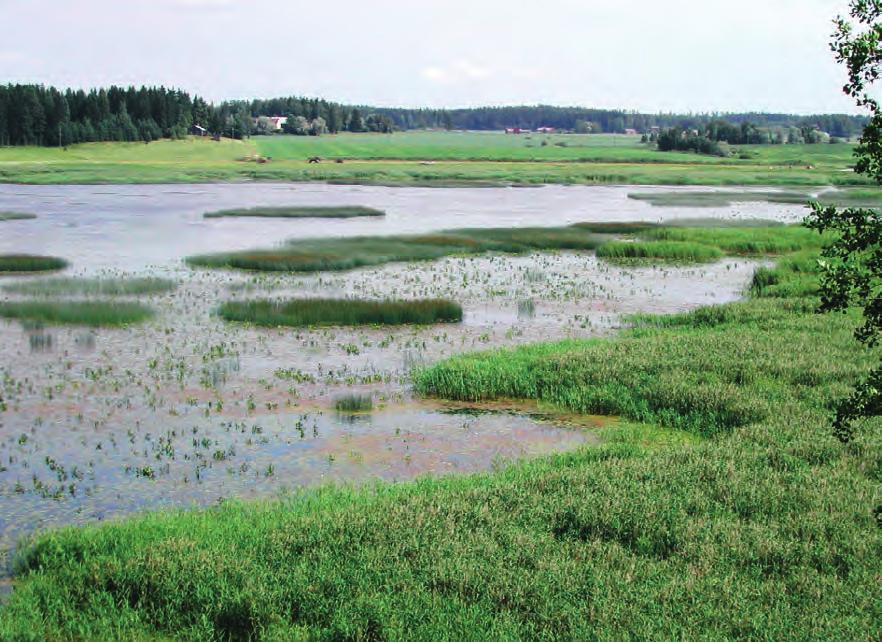 Kuva 4. Kanteleenjärven itäpään rehevää kasvillisuutta heinäkuussa 2002.