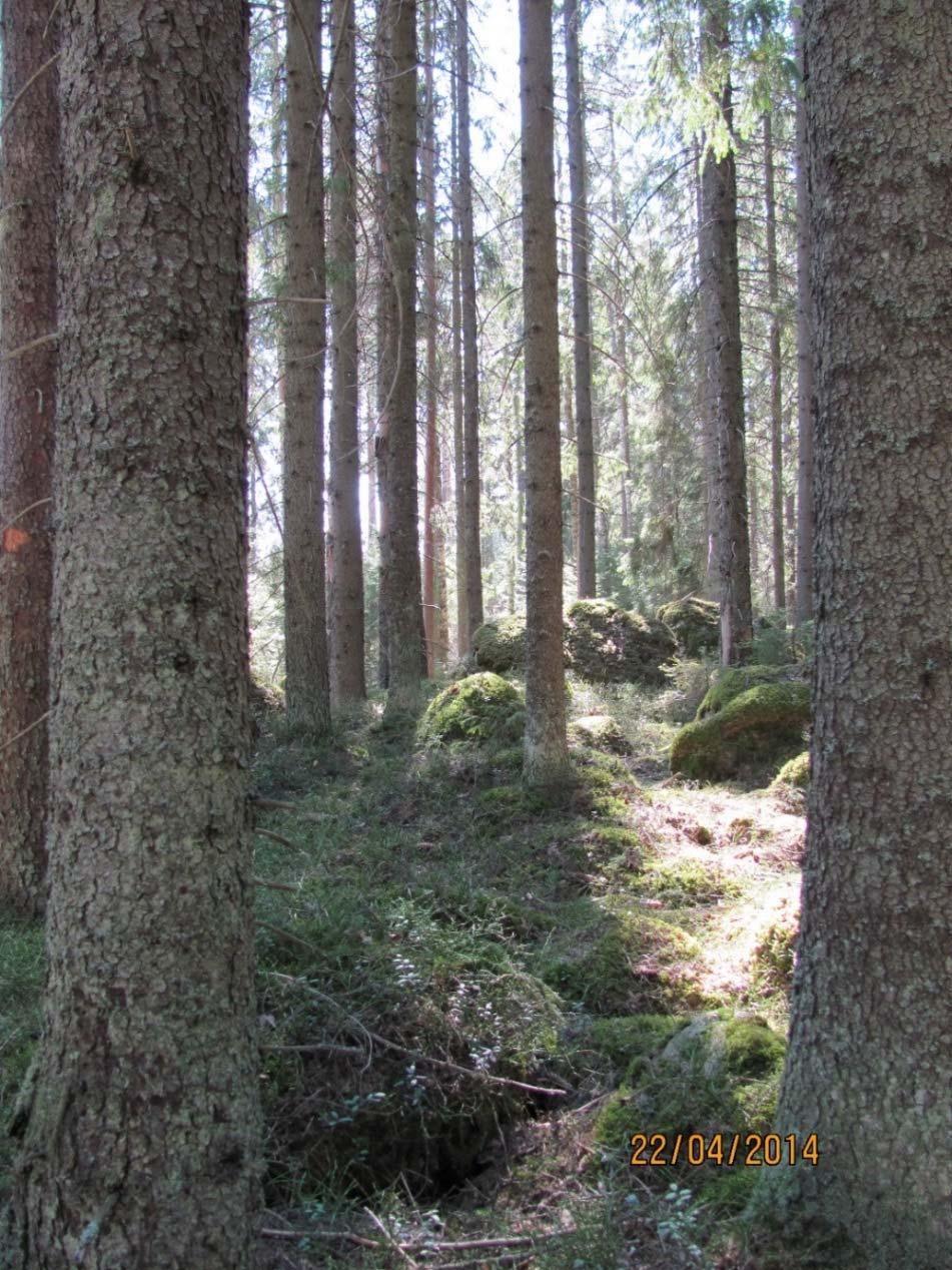 Kuva 1. Maasto on hyvin kivistä. Selvitysalueen keskivaiheilla kulkee vanha, osin umpeenkasvanut oja koillisesta lounaaseen, pieneltä suolta Gåsgård järveen (ilmakuva).