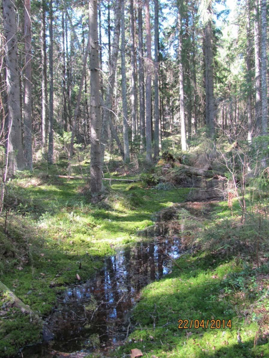 Kuva 2. Vanha, osin umpeenkasvanut oja. 4. Johtopäätökset Alue on luontoarvoiltaan varsin keskivertoa eteläsuomalaista kangasmetsää.