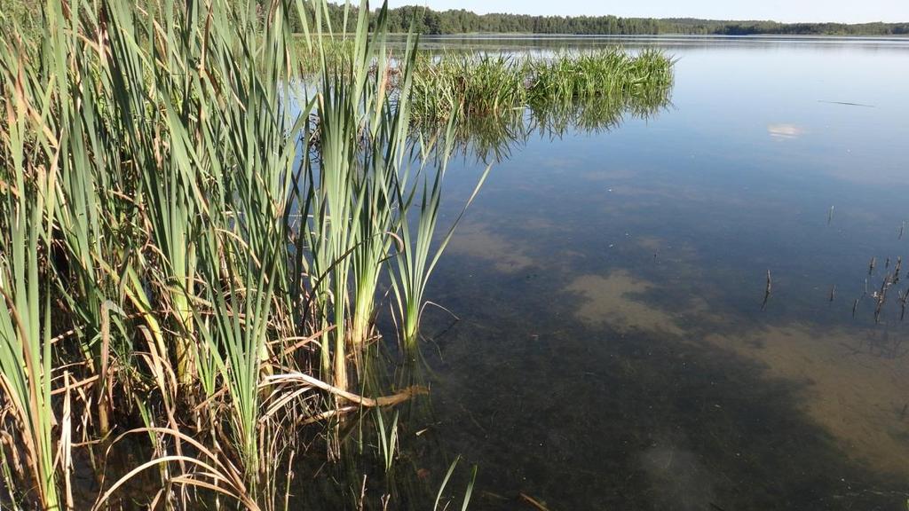 upottava. Kuvat pitkospuilta ylä- ja alavirran suuntaan. Kuva 3.10.