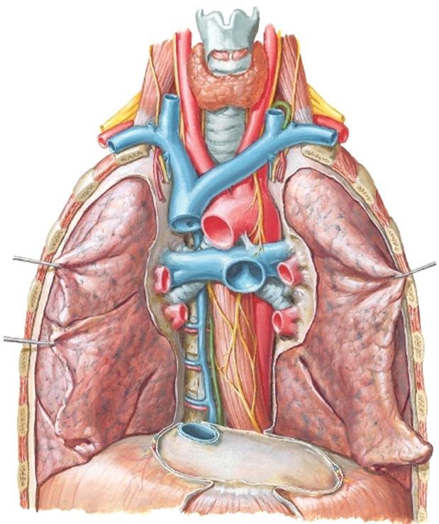 cava superior Aorta ascendens Auricula sinister Vasen Sinus coronarius n n pinta Palleaa peittävä perikardiumin parietaalilehti Pericardiumin sisältö 2004 pulmonalis Sinus transversus pericardii Vv.