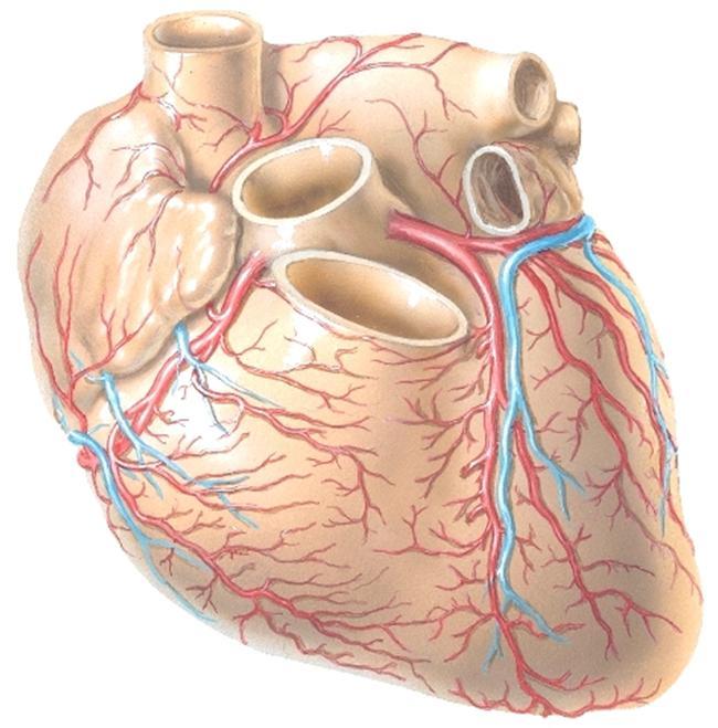 sulcus interventricularis anterior ja posterior. Huomaa että sepelvaltimot ja sydämen laskimot jäävät sulkuksissa olevien rasvakertymien alle.