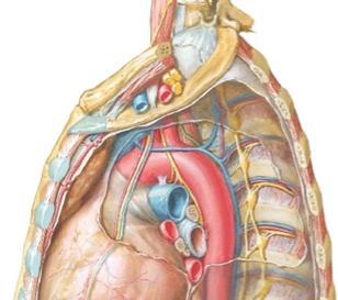 varsin hyvään käsitykseen isojen verisuonten, Thymus henkitorven ja ruokatorven keskinäisestä sijainnista sekä sijainnista suhteessa hilukseen ja sydämeen (212, 230-1, 233, 241).