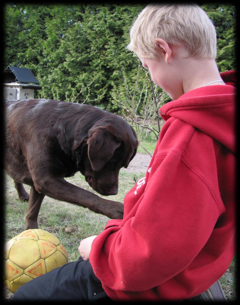 Toiminnallisuus maatilalla oppimisen tukena erityisopetuksessa A 4-year trial of Animal assisted therapy with Public School Special Education Student (, Katcher, Teumer 2005) Erityisoppilaiden