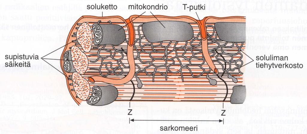 SYDÄNLIHASSOLU n.