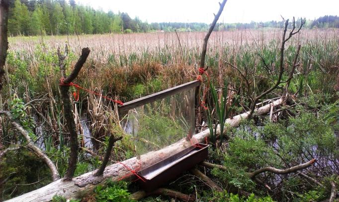 EU:n Luontodirektiivin liitteessä IV (a) mainittuja lajeja olivat Sympecma paedisca (Brauer), Nomada obtusifrons Nylander ja Chlaenius nigricornis (Fabricius).