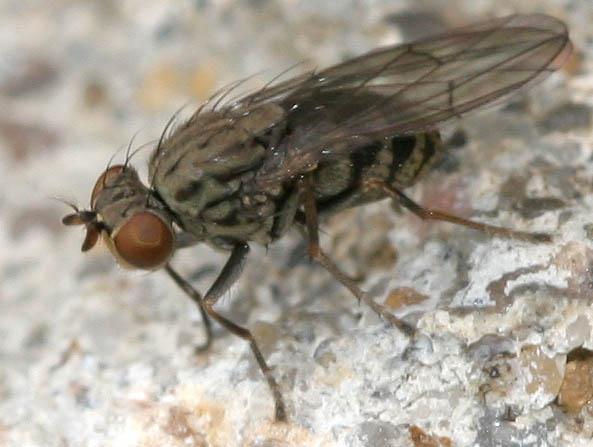 11 alueelta ja Virosta, mutta ei muista Pohjoismaista. Liejukärpäsiin (Ephydridae) kuuluvasta Hydrellia ischiaca Loew lajista löytyi koiras malaise-pyydyksestä (29.6.-13.7.2015).