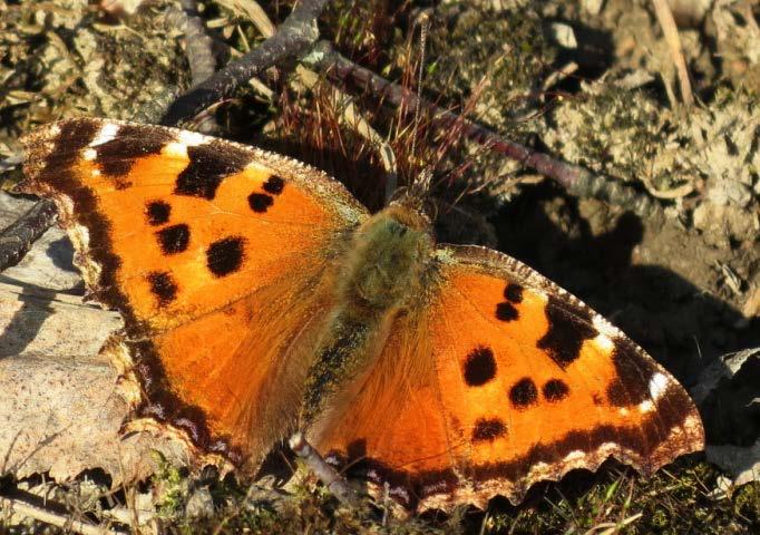 14 Perhoset (Lepidoptera) Perhosia tunnistettiin 51 lajia. Alueen perhoslajisto on lähes kartoittamatta. 2.8 Kirvakorennot (Hemerobiidae) Kirvakorentoja tunnistettiin kaksi lajia.