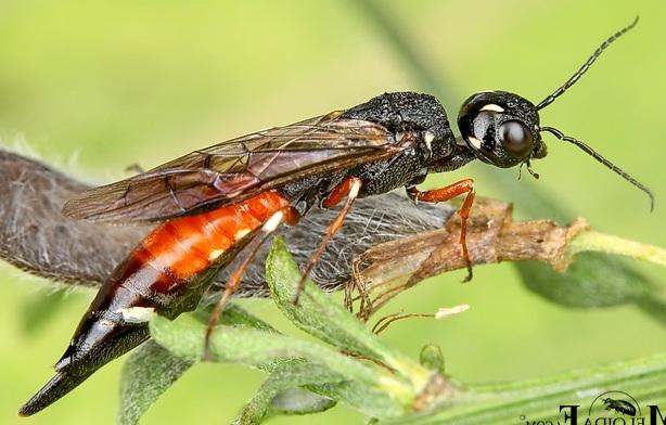 5 2.15 Pistiäiset (Hymenoptera) Pistiäisiä tunnistettiin 116 lajia. Pistiäisiä on tallennettu paljon enemmän, mutta materiaali on lähes määrittämättä.