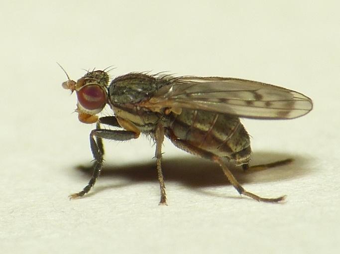Suomesta aikaisemmin ilmoittamattomia Diptera-lajeja löytyi 18 sekä näiden lisäksi havaittiin muita harvinaisia lajeja. 2.17.1 Uhanalaisluokituksen lajit Silis ruficollis (Fabricius) 4.7.2015 2.