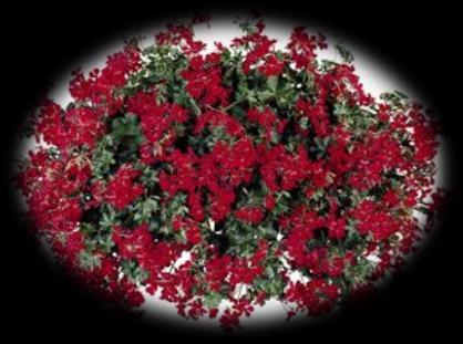 21 Pelargonia Dark red imp.