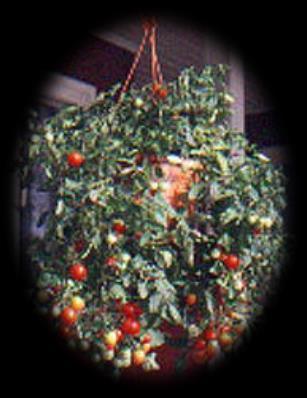 runsassatoinen Koko kesän maukkaita tomaatteja Kasvukorkeus