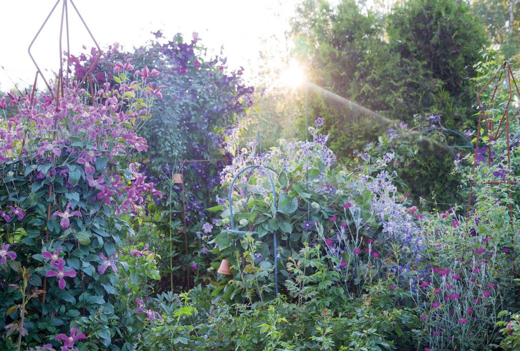 teksti ja kuvat Teija Tuisku Loistoa puutarhaan kärhöillä Kun puutarha on täynnä isokukkaisia kärhöjä, väriä ja hehkua riittää koko kesäksi.