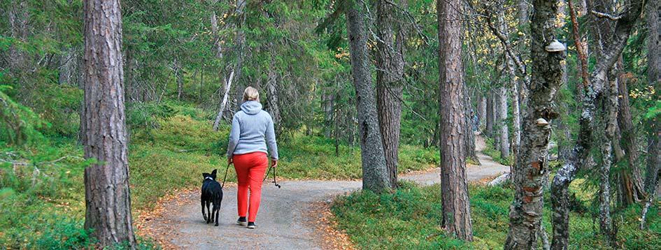 Suosituimmat kohteet ja aktiviteetit Talvikävijät (18.2. 31.5.2016) harrastivat Pallas Yllästunturin kansallispuistossa useimmiten murtomaahiihtoa ladulla (89 %) (Kuusisto 2017).