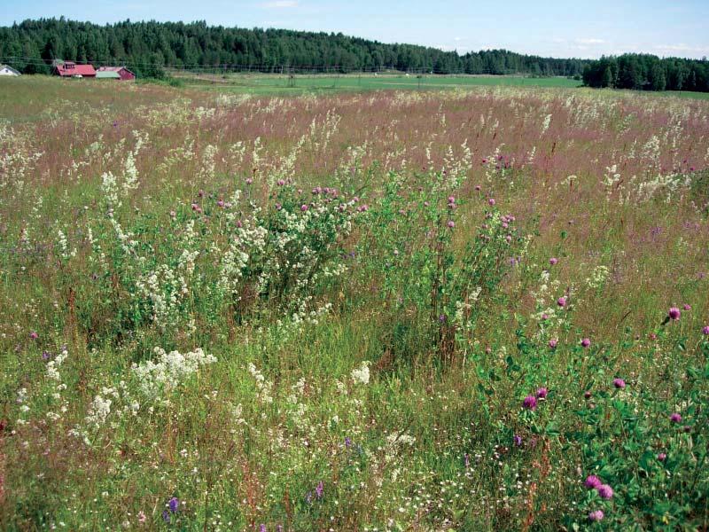 Janne Heliölä Viljelemättömät pellot ja pitkäaikaiset kesannot voivat parhaimmillaan soveltua melko vaateliaillekin niittyjen eliölajeille.