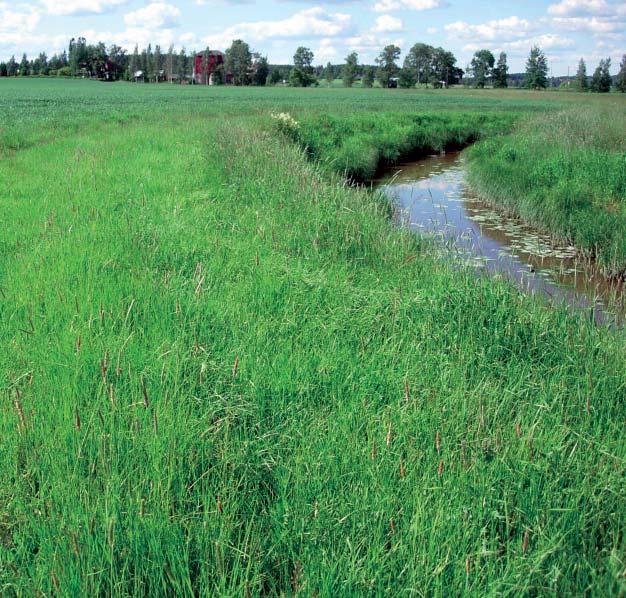 Janne Heliölä Ympäristötuki velvoittaa jättämään purojen ja vesistöjen varsille vähintään kolmen metrin suojakaistat.