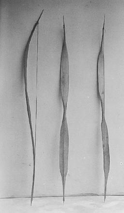 NO. PITUUS LEVEYS PAKSUUS MASSA HUOMIOITA on nokkipunokset, ylälavassa noin 15 senttimetrin päässä lavan kärjestä ja alalavassa noin 6 senttimetrin päässä. (Radcliffe-Brown 1922, 428).