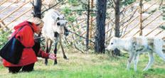 no www.sapmi.