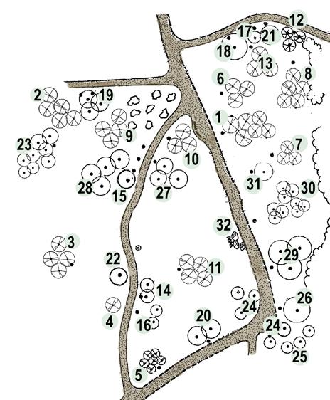 Kuvio 7 Kuviolle on istutettu pääosa vihervuoden 1985 ystävyydenpuistotapahtuman kasveista. Alueella kasvavat luonnostaan arboretumin komeimmat männyt.