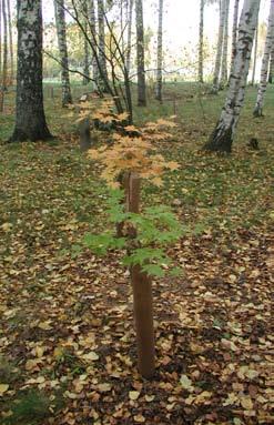 Lajikuvauksia Tässä esitellään etenkin erikoisimpia ja harvinaisimpia puu- ja pensaslajeja, joita arboretumiin on istutettu. Lisätietoja kasveista saa mm.