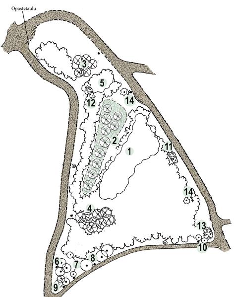Kuvio 3 Alueella kasvaa kookkaita kuusia ja muutamia hienoja mäntyjä, pihlajaa ja koivua, sekä luonnostaan levinnyttä tammea ja vaahteraa. Lisäksi alueelle on istutettu 1977 ryhmä siperianlehtikuusia.