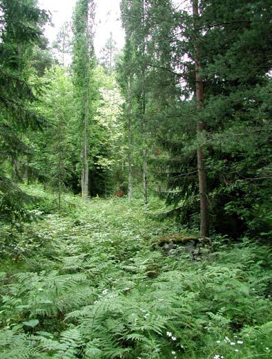 Nuoria mäntyjä harvennetaan tarvittaessa. Alueen puusto säilytetään ryhmittäin ja väljänä niin, että näkymät käytävältä metsikön läpi viereiselle keskusalueelle toteutuvat.