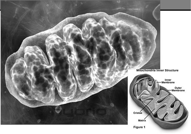 (oksidatiivinen aineenvaihdunta) Mitokondrio