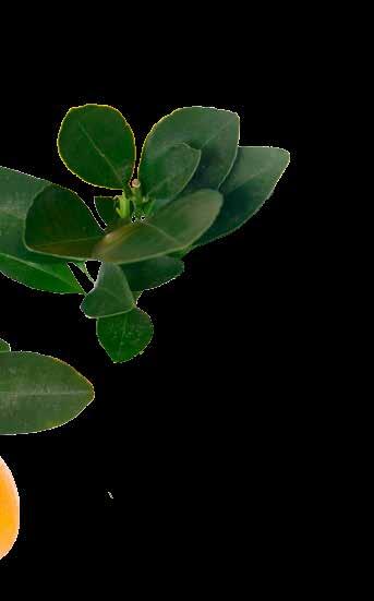 (omena-ananas-banaanikaura-spirulina)