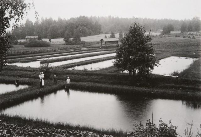 Ruununmyllyn kvl, 1913.