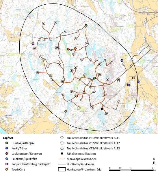 Kuva 10.8. Joidenkin arvokkaiden pesimälintulajien esiintyminen Merkkikallion hankealueella (Jynx 2014b). 10.2.3.