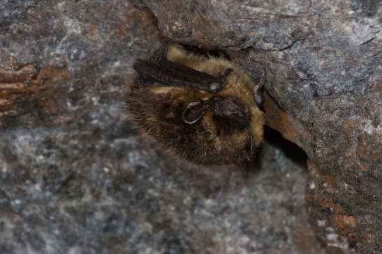 Kuva 10.15. Pohjanlepakkoa (Eptesicus nilssoni) esiintyy hankealueella.