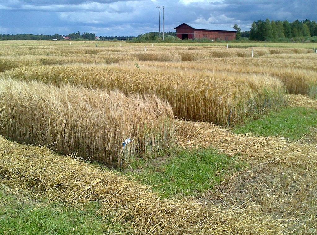 Säätiedot Ohran lajikekokeet Kauran lajikekokeet Vehnän lajikekokeet KERE: Greening Effect tautiainekoe