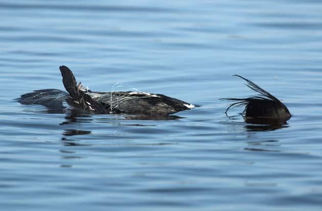 Koko kosteikolla olisi hyvä suorittaa vähintään yksi hyvin organisoitu vesilintujen poikuelaskenta ja se olisi paras suorittaa samana vuonna kuin seuraava linnustoselvitys.