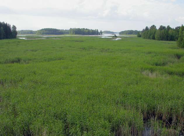 10 Outokumpu, Laikanlahti Laikanlahti on lintuvesityypiltään eteläisen lintujärven kaltainen nopeasti umpeen kasvava lahti, jonka rehevöityminen on edennyt paikoin haitallisen pitkälle.