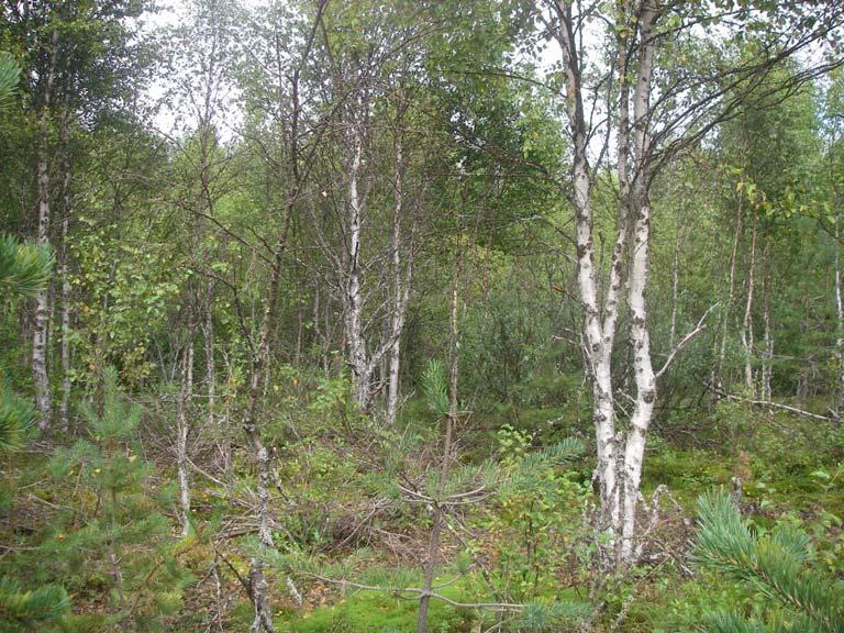 Hankkeen toteutumatta jättäminen tarkoittaisi todennäköisesti sitä, että metsäojitetulla alueella tehtäisiin kunnostusojituksia.