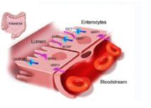 P-glykoproteiini ja lääkeaineiden eliminaatio?