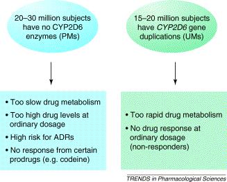 The consequences of outlier CYP2D6-dependent drug metabolism. 35 50 million Europeans are either CYP2D6 poor metabolizers (PMs) or ultrarapid metabolizers (UMs).