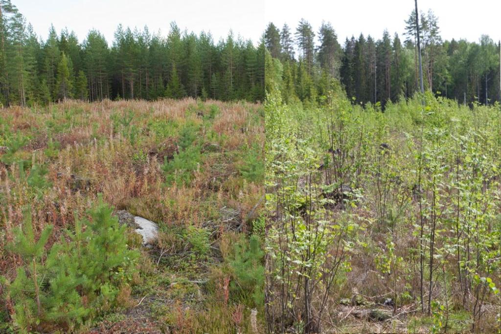 Varhaisperkaus Parantaa taimikon kasvua Vähentää kilpailua Vähentää piiskausvaurioita Vähentää hirvituhoja On