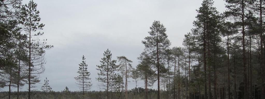Metsähallituksen päätöksellä suojellut kohteet Lamminneva Sikoneva - Teerineva, Riuttaskylä