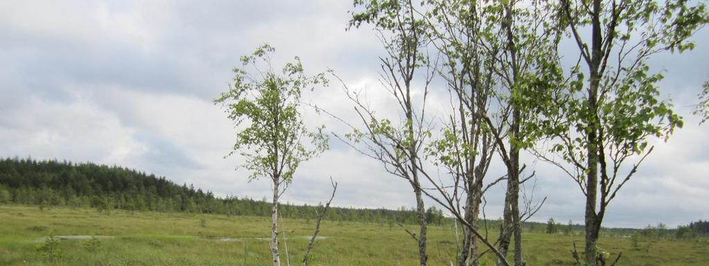 Metsähallituksen päätöksellä suojellut kohteet Pahkaneva, Itä-Aure Pinta-ala: