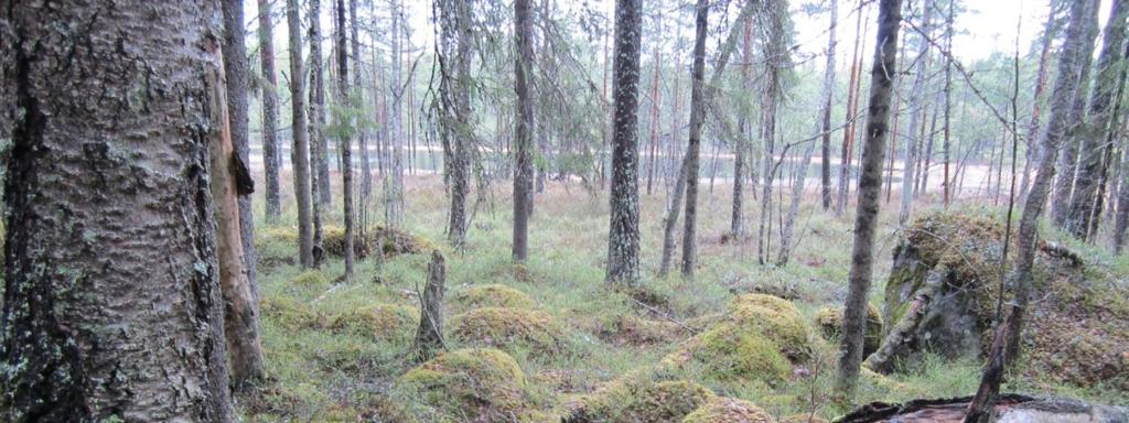 Mustalammi, Ylöjärvi Pinta-ala: 5,2 ha Rauhoitettu: 1992