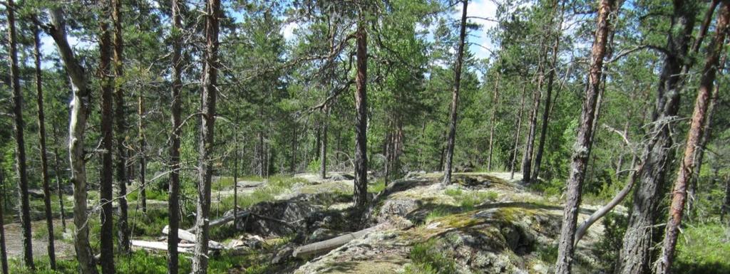 Vironvuoret, Koivistonkylä Pinta-ala: 9,4 ha