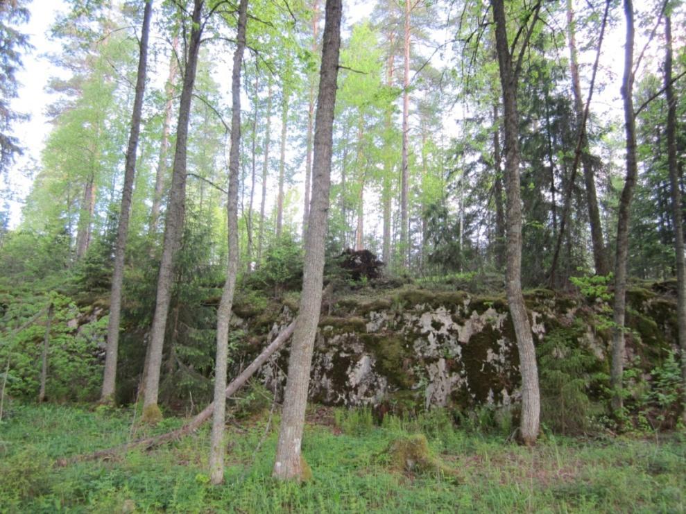 Luonnonsuojelulailla rauhoitetut suojellut luontotyypit Kaitijärven lehmusmetsikkö, Takamaa (vas.