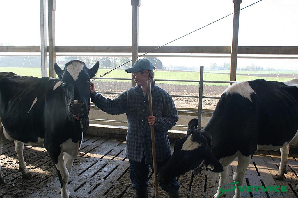 Australialaisen tutkimuksen mukaan säyseät eläimet voivat parantaa karjan sorkkaterveyttä jopa